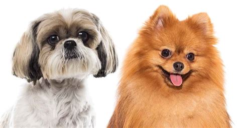 Pomeranian Vs Shih Tzu Which Pocket Pup Makes The Best Pet