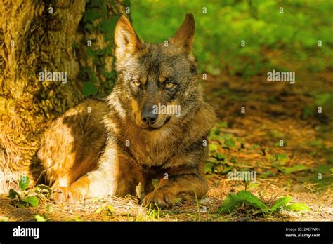 Iberian Wolf Canis Lupus Signatus Sitting Down Stock Photo Alamy