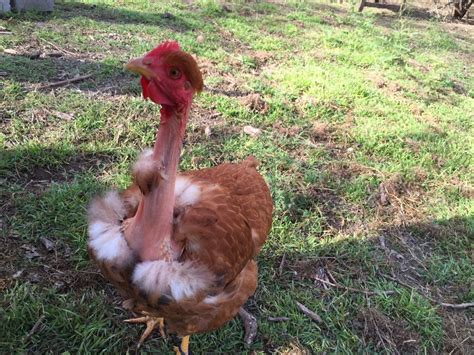 Chicken Breeds Turken Naked Necks