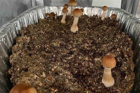 Cops Bust First Magic Mushroom Factory Found In Uk For More Than 20 Years