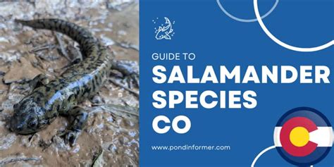 List Of Salamander Species In Colorado Id Pics Pond Informer