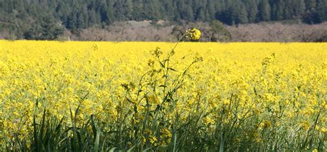 Mustard Flower Field In Napa Valley Typ A Marketing Spent A Lot Of