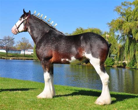 Seal Brown Sabino Clydesdale Stallion Iron Horse Tes Forde Equine