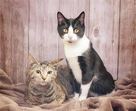 Tabby And Tuxedo Cats Photograph By Calina Bell Fine Art America