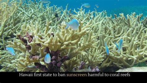 Hawaii First State To Ban Sunscreen Harmful To Coral Reefs Alltop Viral