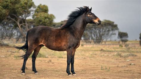 Brumby Horse Facts And Information - Breed Profile - AHF