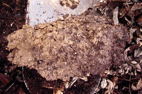 Clay Sand Silt Loam How Different Soils Affect Gardens Ap News