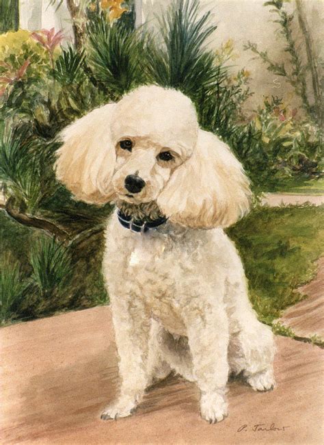 Poodle In Garden Painting By Phyllis Tarlow Fine Art America