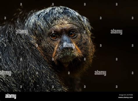 Guianan Saki Pithecia Pithecia Beautiful Rare Shy Primate From South