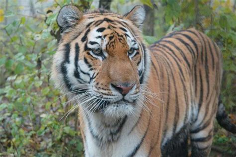 Nepal se convierte en líder de conservación del tigre Teorema Ambiental