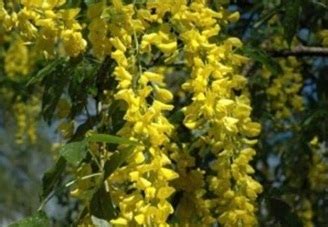 Una pianta con i fiori gialli a grappolo. PIANTE PERICOLOSE … SECONDA PARTE - L'Opinionista