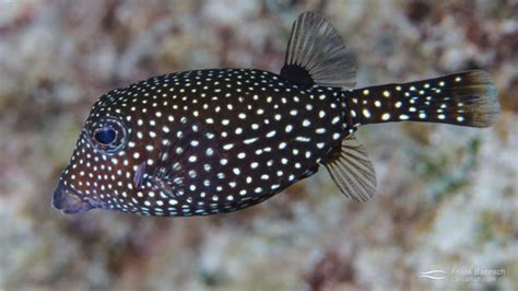 Spotted Boxfish Culture | Fish Culture Research
