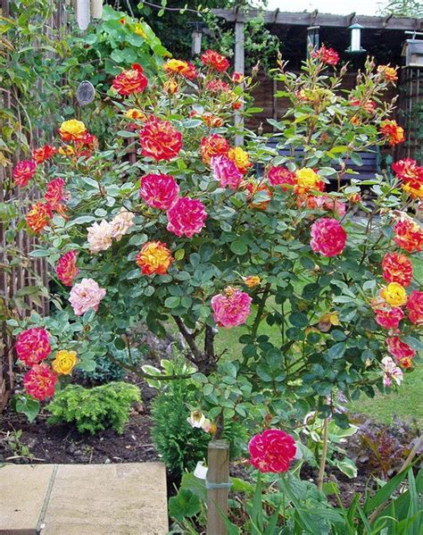 Multi Colored Rose Bush Flickr Photo Sharing