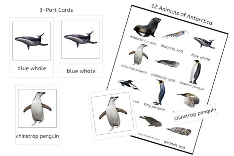 Animals Of Antarctica 3 Part Cards Pdf Ifit Montessori