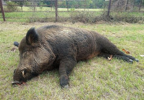 400 Pound Feral Hog Killed In Gregg County