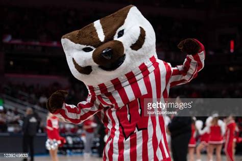 Wisconsin Badgers Mascot Photos And Premium High Res Pictures Getty