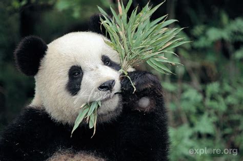 Yearling Giant Panda Eating Bamboo Wolong Panda Reserve Sichuan