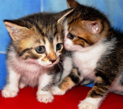 Free Download Two Lovely Cats Lovely Two Adorable Cat Kitten