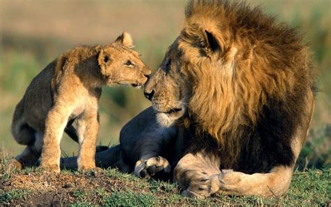 Beauty Cute Amazing Animal Asiatic Lion With Baby