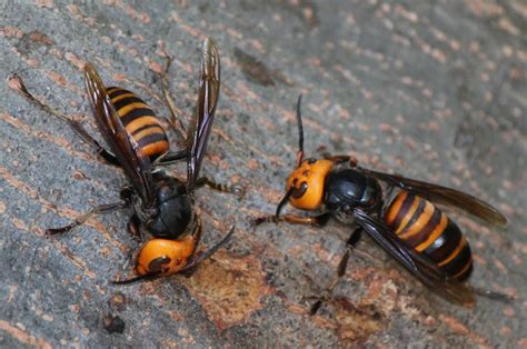 What Are Asian Giant Hornets And Are They Really Dangerous 5 Questions Answered