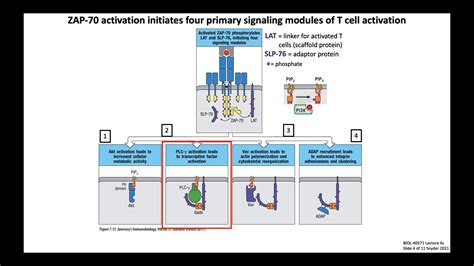 Lecture 4c T Cell Signaling Activation Youtube