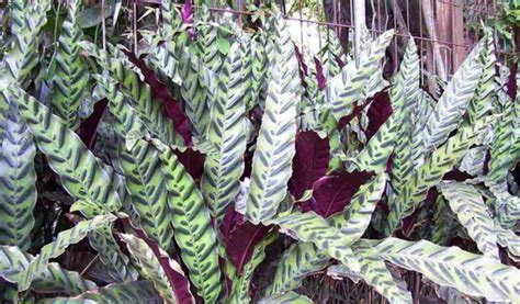 Gambar Tanaman Hias Daun Beserta Namanya - Warna Cat Rumah Minimalis