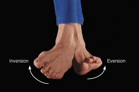 Foot Anatomy and Biomechanics - Foot & Ankle - Orthobullets