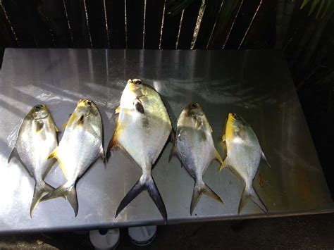 Permit Pompano And Jack Crevalle In The Cold Weather In Tampa Bay With