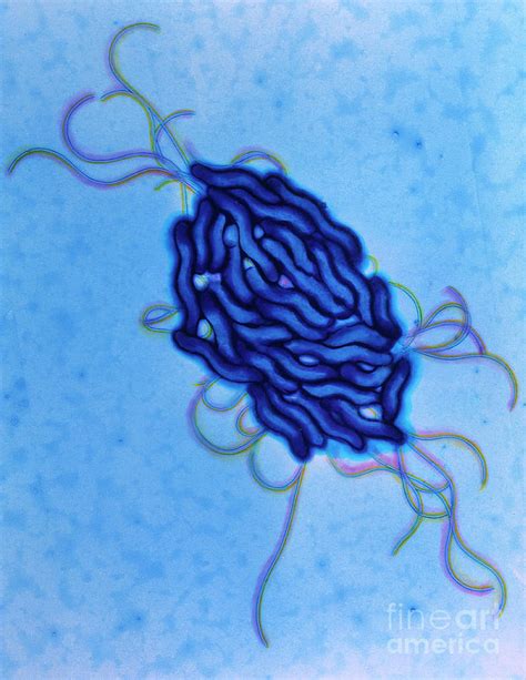Campylobacter Jejuni Bacteria Photograph By A Dowsett Health