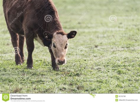 Brown Cow In A Grassy Field Stock Photo Image Of Farm Cattle