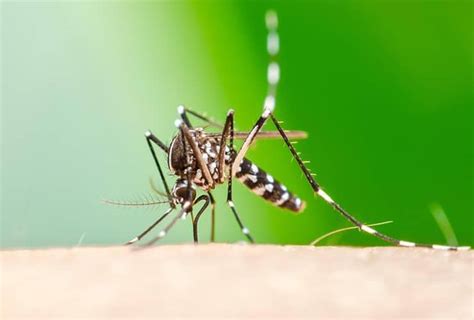 How Weather Impacts Mosquitoes In Greenville Sc