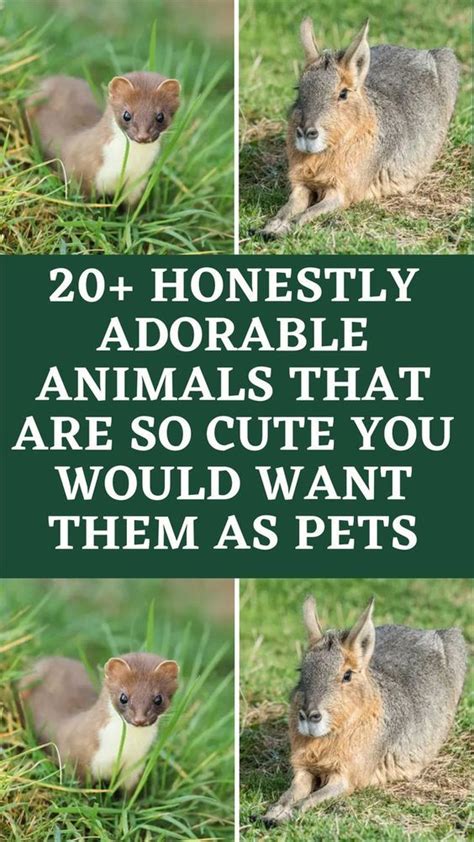20 Honestly Adorable Animals That Are So Cute You Would Want Them As