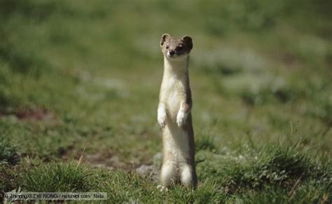Bbc Nature Weasel Videos News And Facts Zoo Animals Weasel Animals