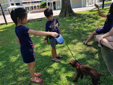 Doggie's Heaven on Earth- Pet Sitting Services | Singapore Singapore
