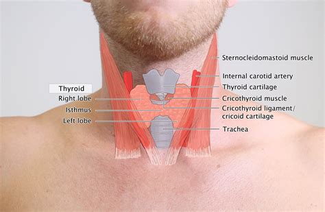 What Type Of Bones Make Up The Neck Head And Shoulder Jeff Searle The