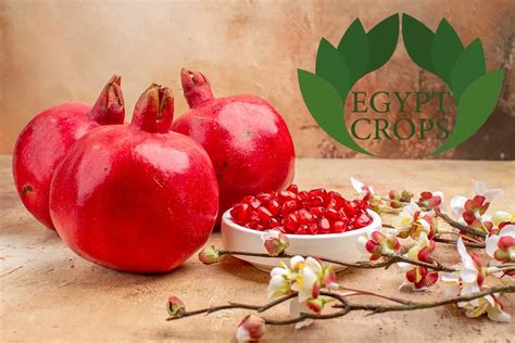 Egyptian Pomegranate Varieties Taste Nutrition And Benefits