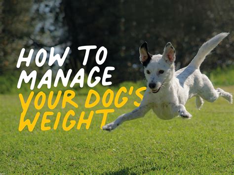 How To Manage Your Dogs Weight Caboodle