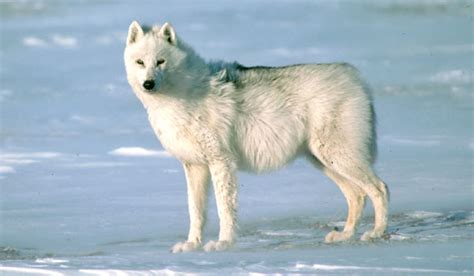 The Arctic Wolf Animal Talk