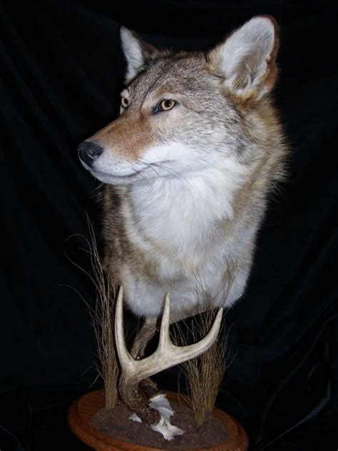Coyote Coyote Mounts Taxidermy Taxidermy Display