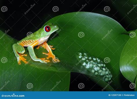 Red Eye Tree Frog With Eggs On A Leaf Stock Photo Image Of Nature
