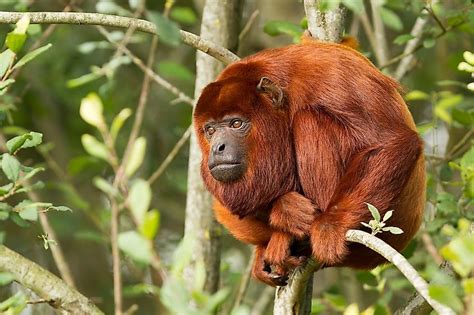What Animals Live In The Amazon Rainforest Artofit