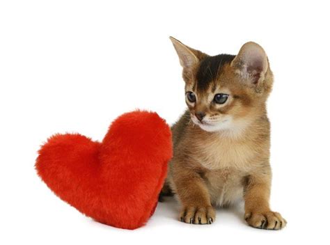 20 Cats Who Want To Be Your Valentine This Valentines Day Pictures