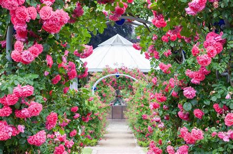 Dreamy Rose Garden Ideas To Ignite Your Imagination Stunning Photos