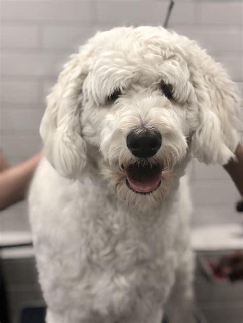 Goodbye Shedding: Our All-Natural Deshed Treatment — Pack Leaders ATL