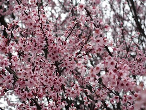 Flowering Plum Tree Pink Purple Trees Free Nature Pictures By