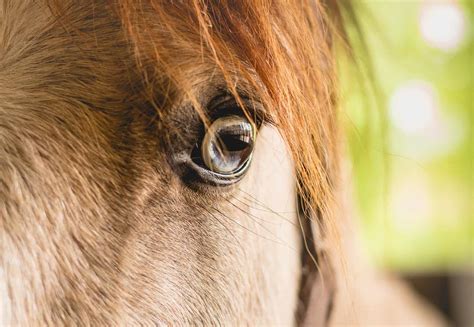 Corneal Disease In The Horse The Horse