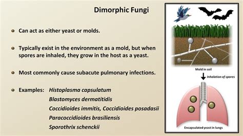 Classification And Structure Of Fungi Fungal Infections Lesson 1