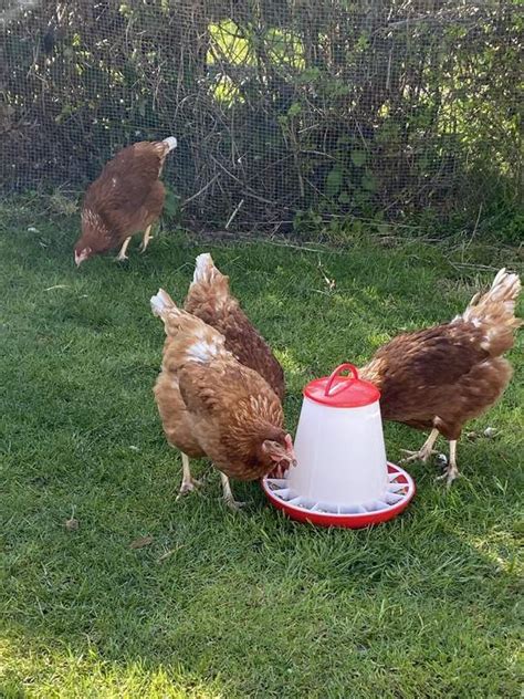 Eton 3kg Plastic Poultry Feeder Red Feeders And Drinkers For Chickens