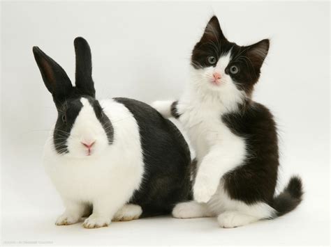 A cute sticker set of baby kittens and bunny friends cuddling!! black dutch rabbit with black and white kitten desktop ...