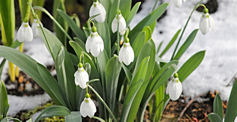 Télécharger disegni di fiori invernali 2021 gratuites. Immagini Fiori Invernali : Il Fiore Invernale L Elleboro ...